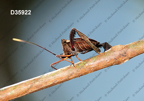 Acanthocephala latipes (Coreidae, Heteroptera, Hemiptera)